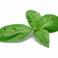 Basilic – Pot de 500ml