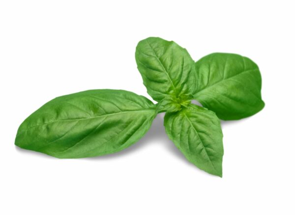 Basilic - Pot de 500ml