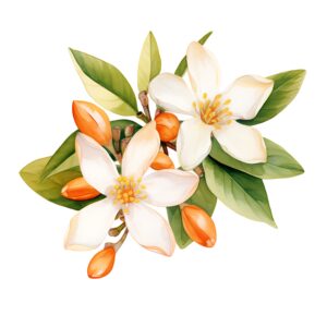 Fleur d’oranger – Pot de 500ml