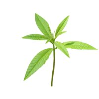 Verveine – Pot de 500ml