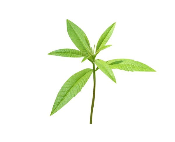 Verveine - Pot de 500ml